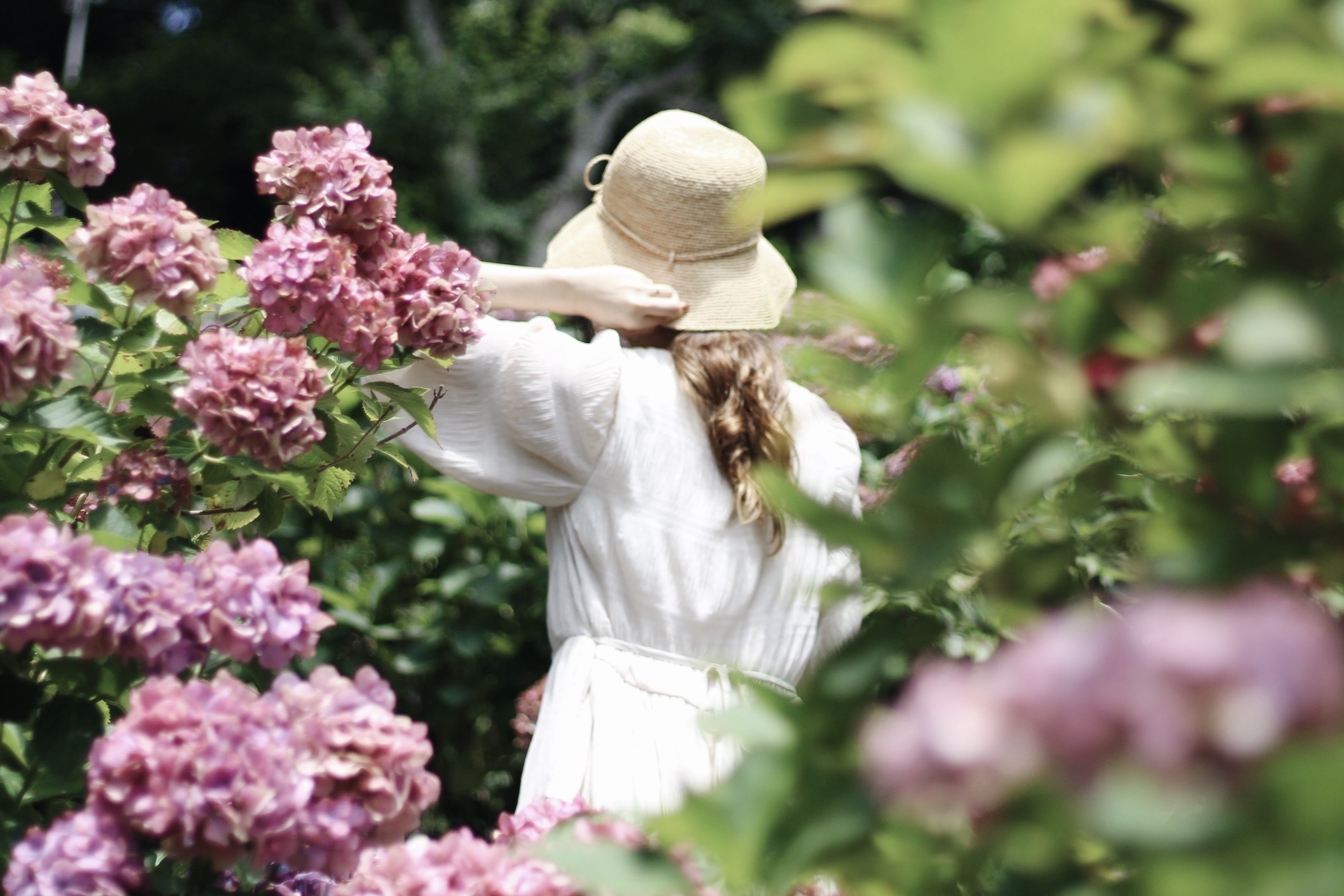 穴場 静岡県牧之原市 秋葉公園 にアジサイ撮影に行ってきました パチ パチ パチ
